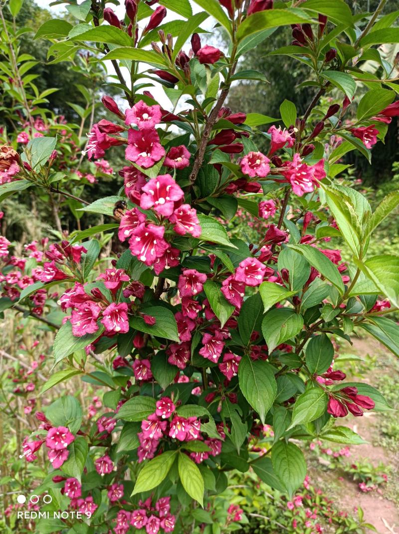 红王子锦带苗:红花绵带可大量用于绿化栽培，花美抗性强