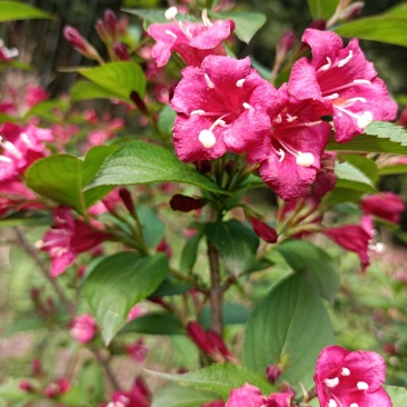 红王子锦带苗:红花绵带可大量用于绿化栽培，花美抗性强
