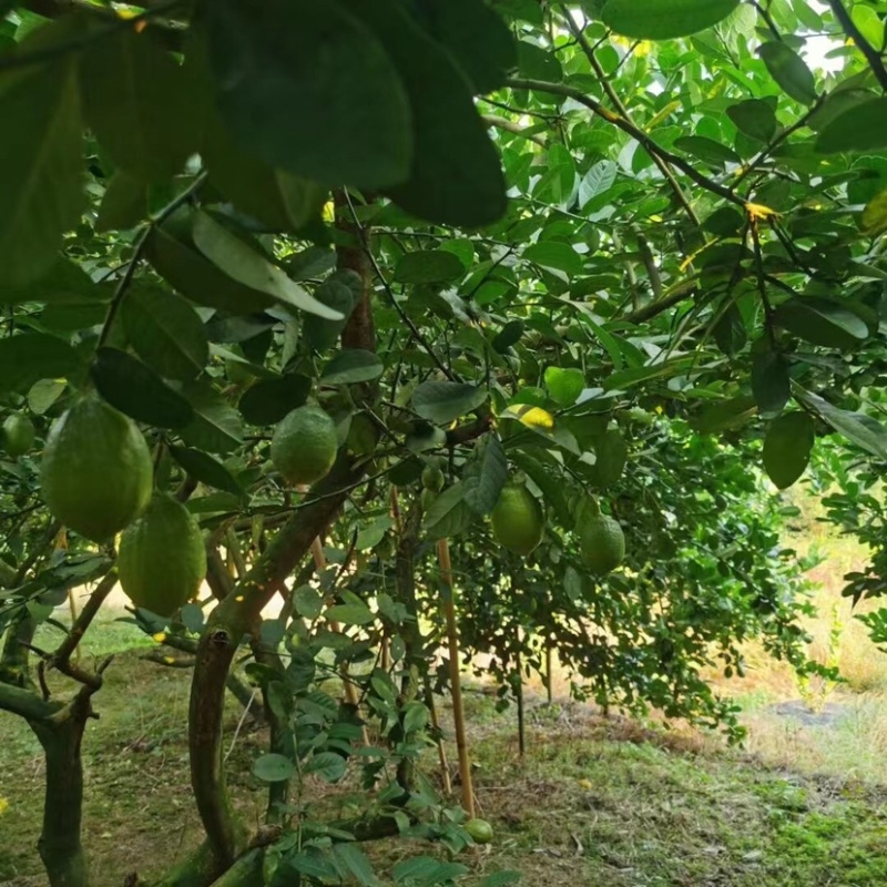 广东香水无籽