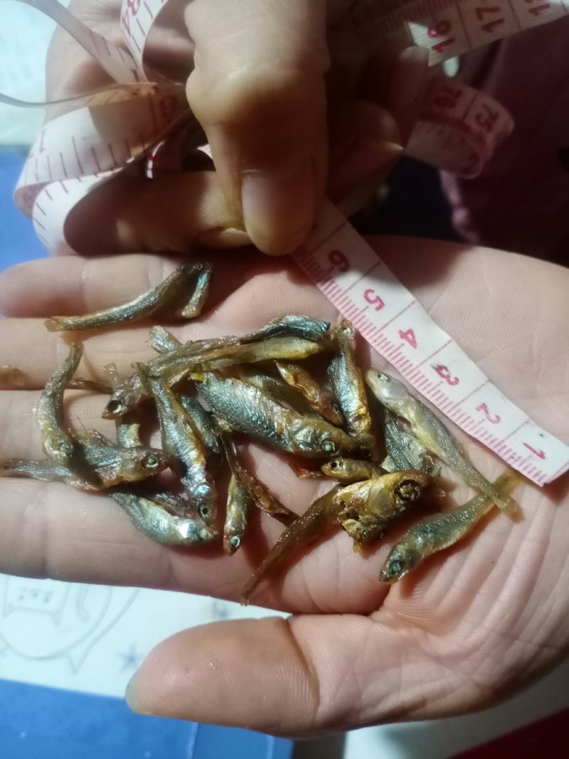 麦穗鱼嫩子鱼。麻鱼。清一色。大中小号都有。没有碎的好货