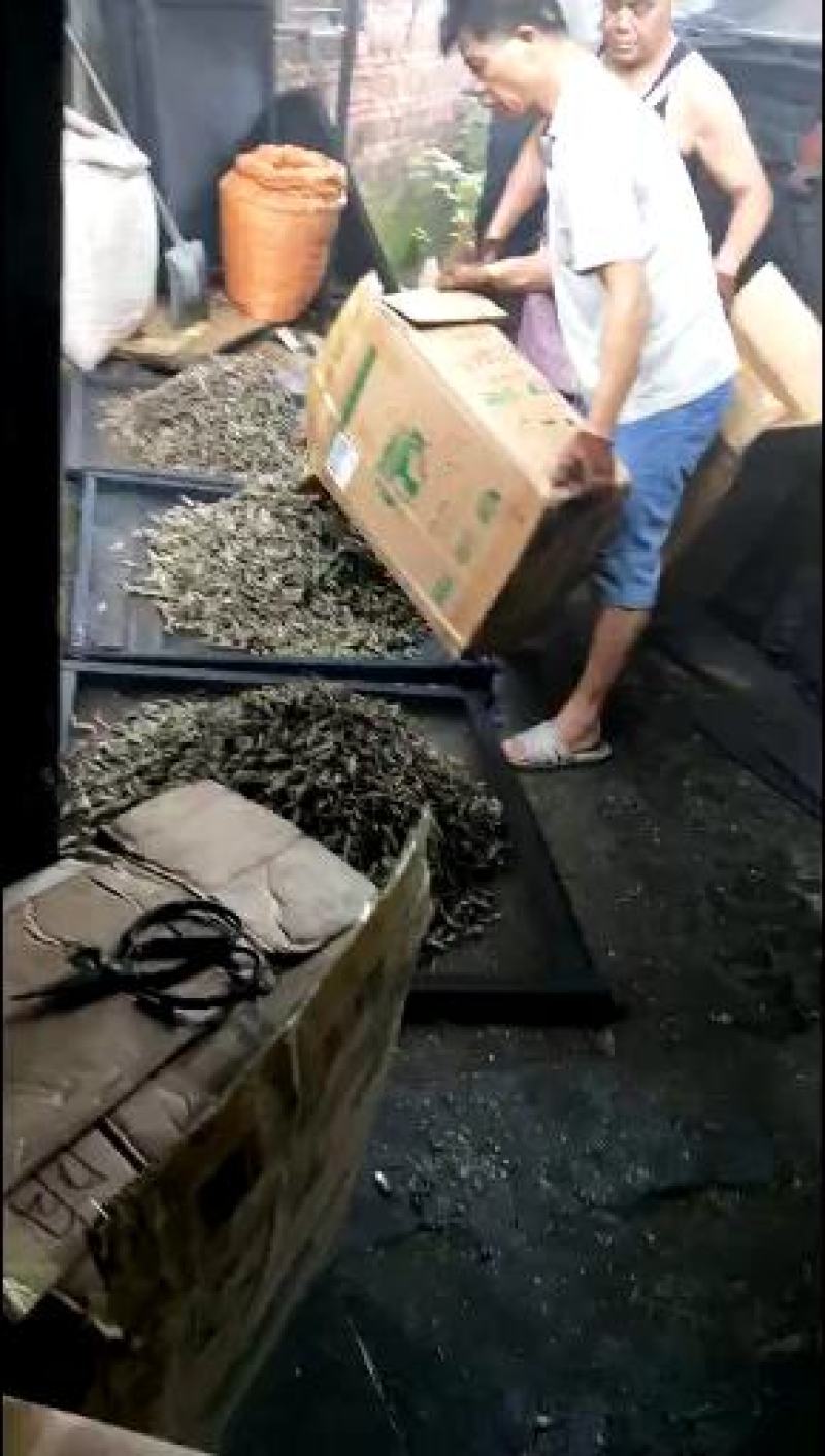 麦穗鱼嫩子鱼。麻鱼。清一色。大中小号都有。没有碎的好货