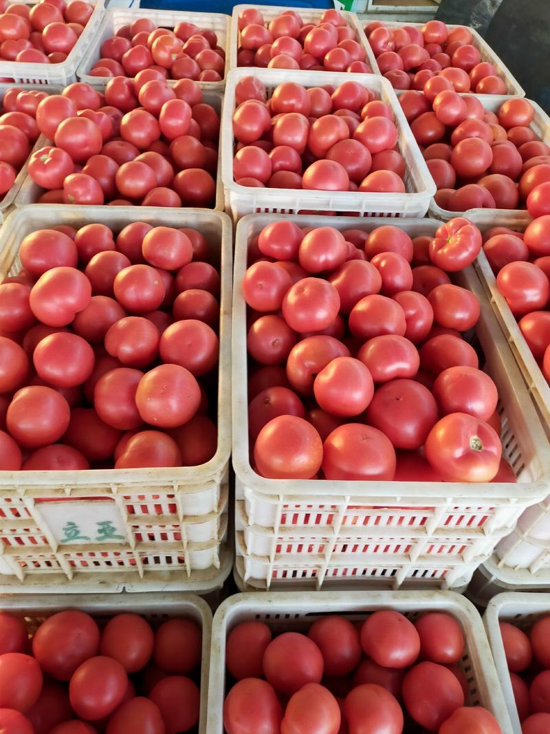 冷棚硬粉西红柿，粉果大量上市，供应各大平台