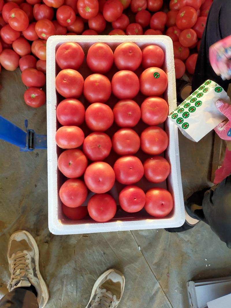 山东硬粉西红柿，粉果，大量上市。