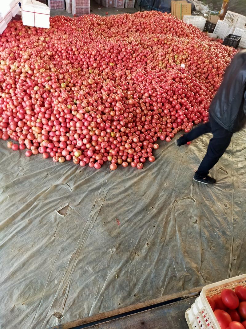 山东硬粉西红柿，粉果，大量上市。