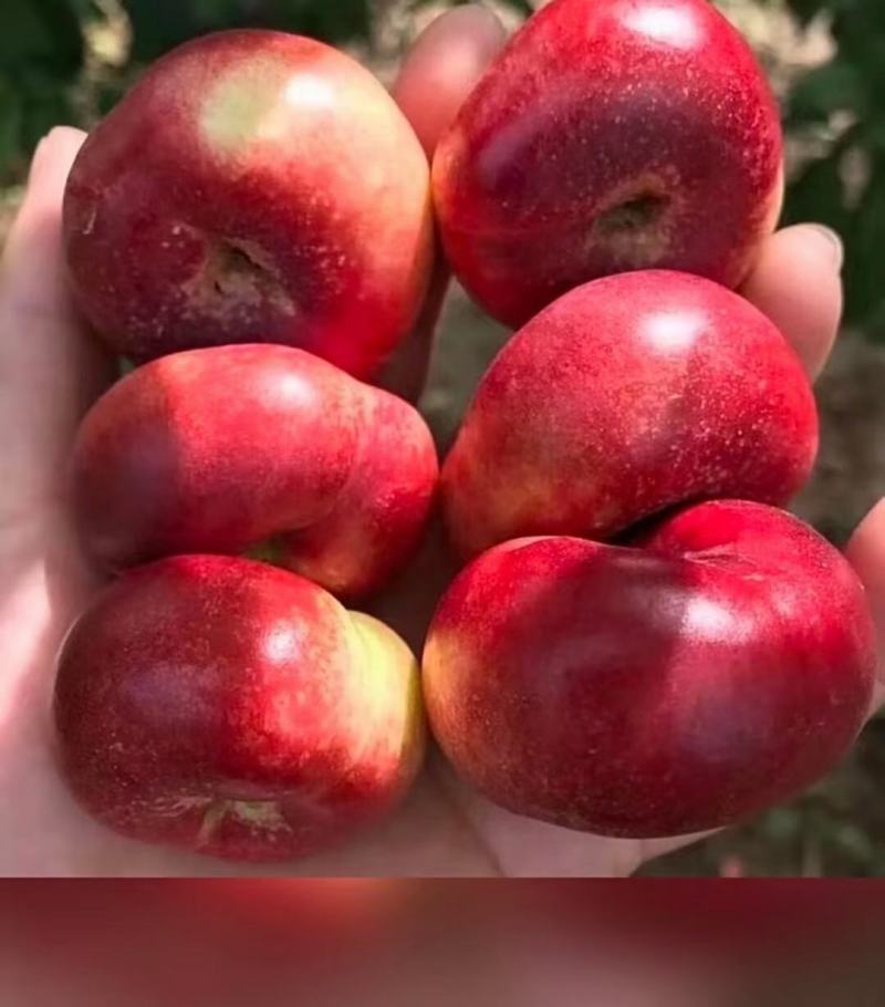 河北春雪明月油潘中潘大量上市中个大皮薄口感好
