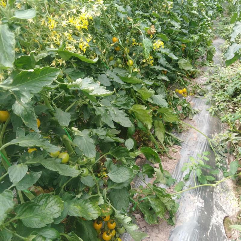 小番茄