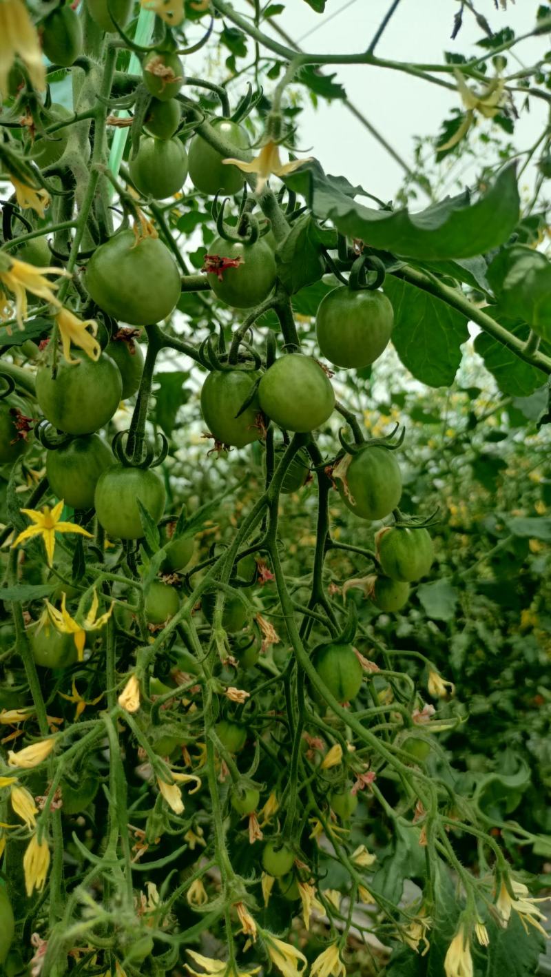 小番茄