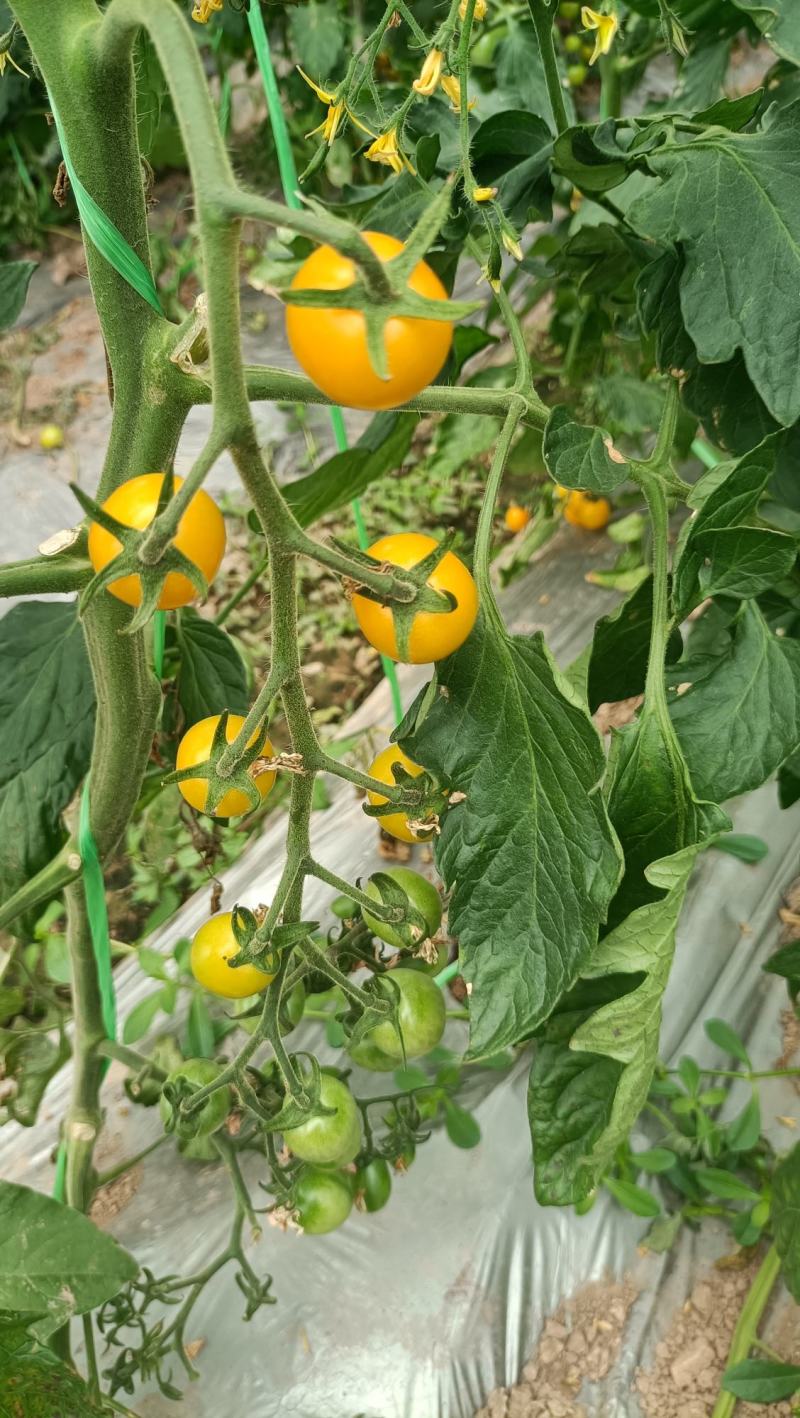 小番茄