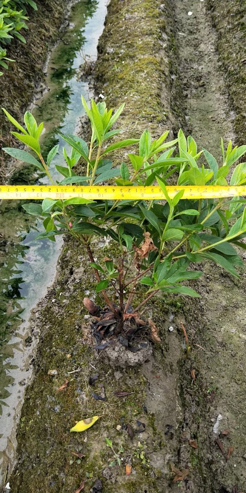 毛娟便宜卖了抢到就是赚到