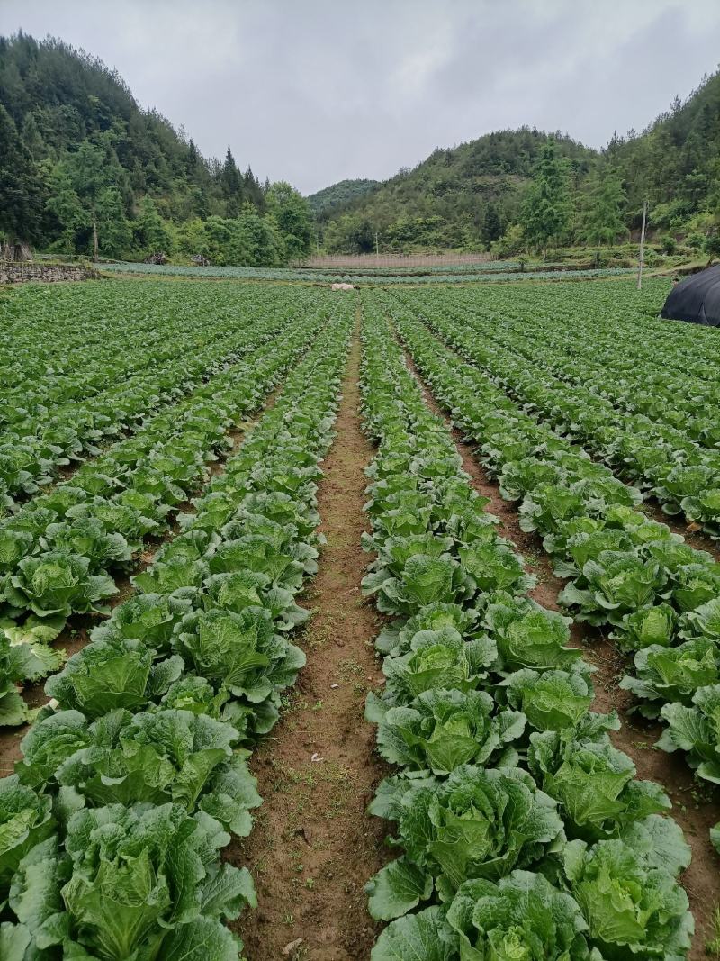 湖北恩施利川团堡白菜