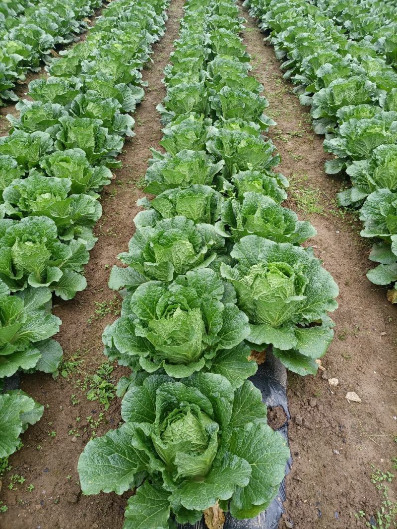湖北恩施利川团堡白菜