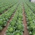 湖北恩施利川团堡白菜