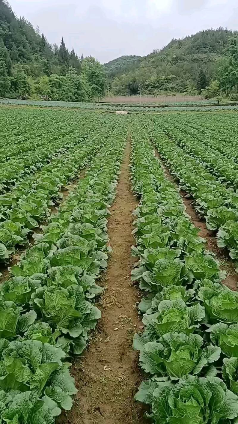 湖北恩施利川团堡白菜