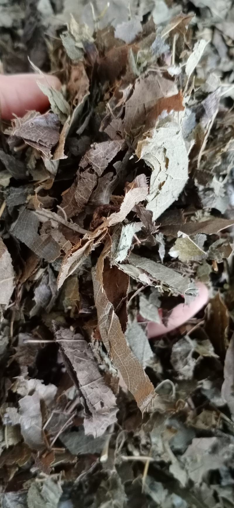 淫羊藿，甘肃小叶淫羊藿，中药材批发，按方抓药，超微粉加工