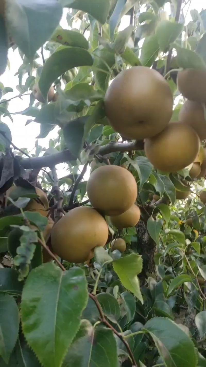 砀山县：光果圆黄梨，果形端正，糖份高：全国代发