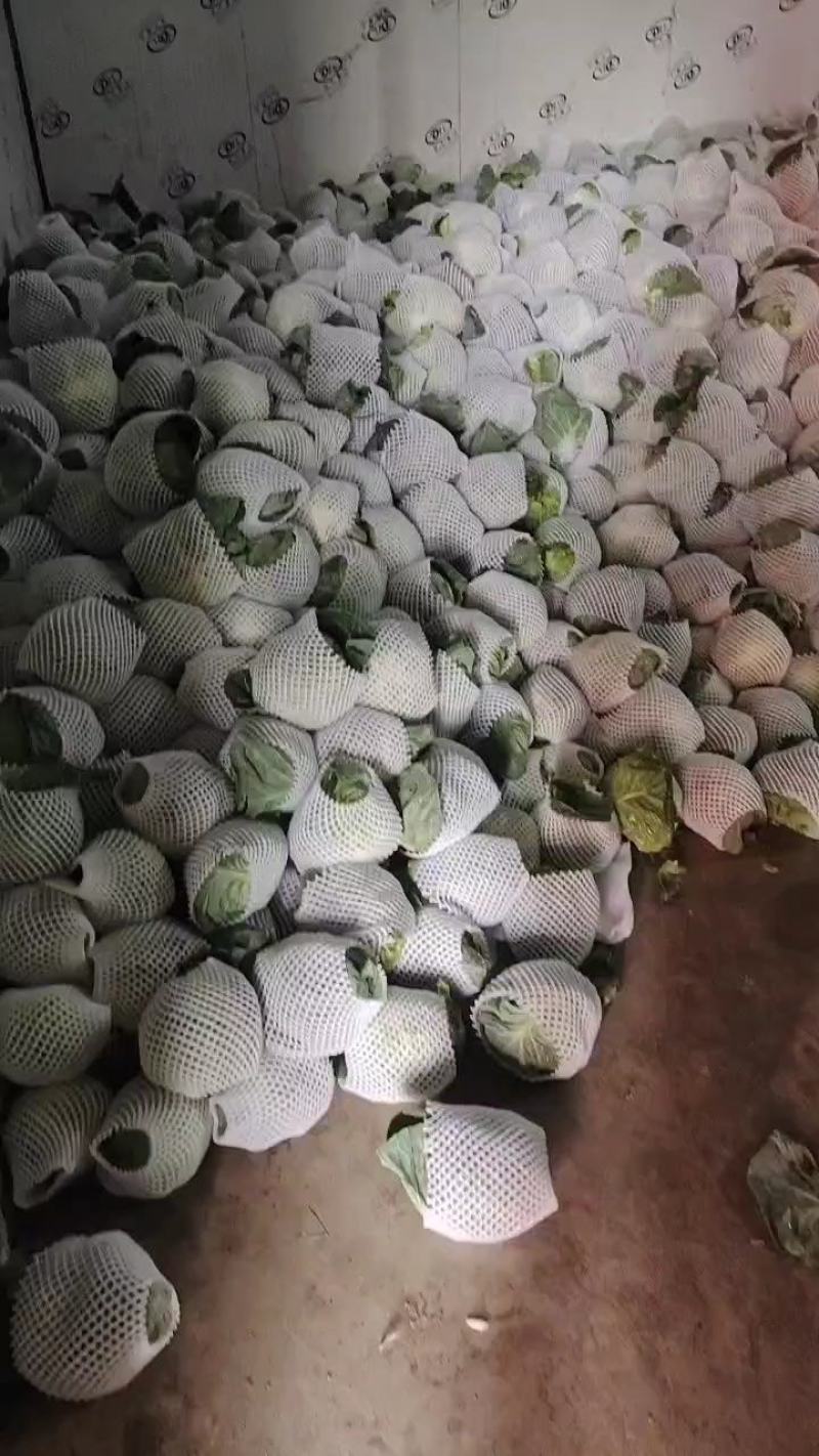 甘肃甘蓝大量上市现货新鲜欢迎需要的老板联系