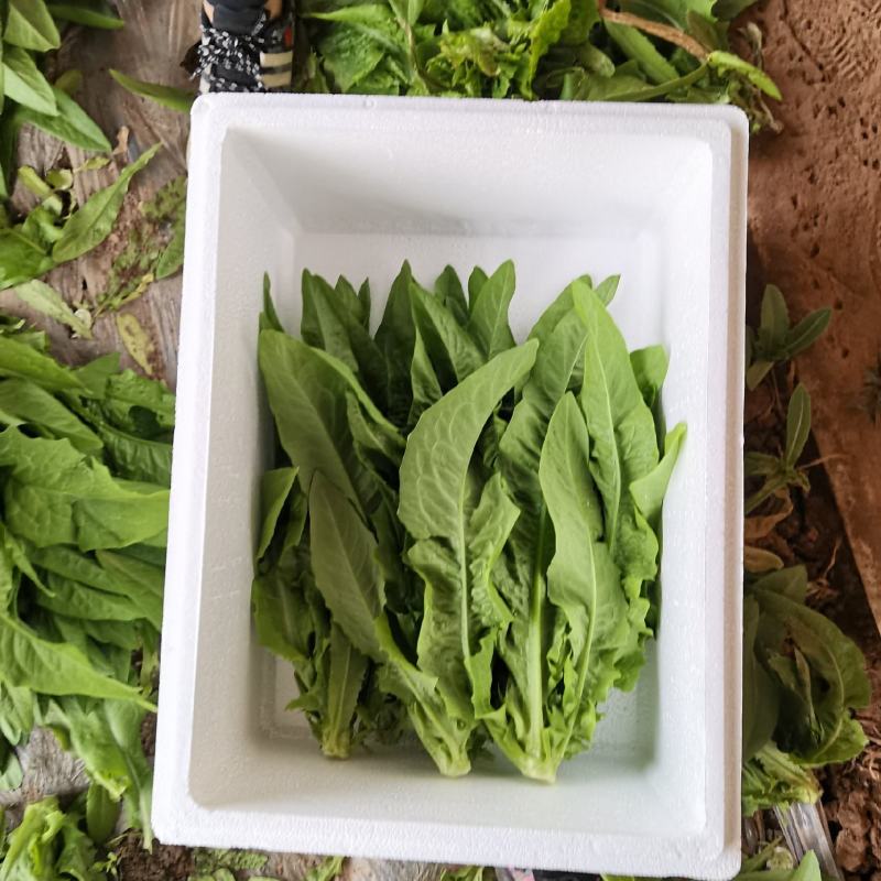 （热卖）油麦菜产地直发，全国代发