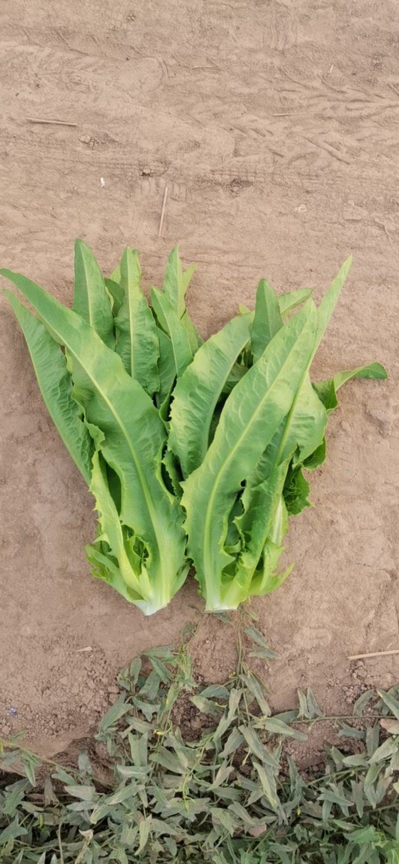（热卖）油麦菜产地直发，全国代发