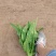 （热卖）油麦菜产地直发，全国代发