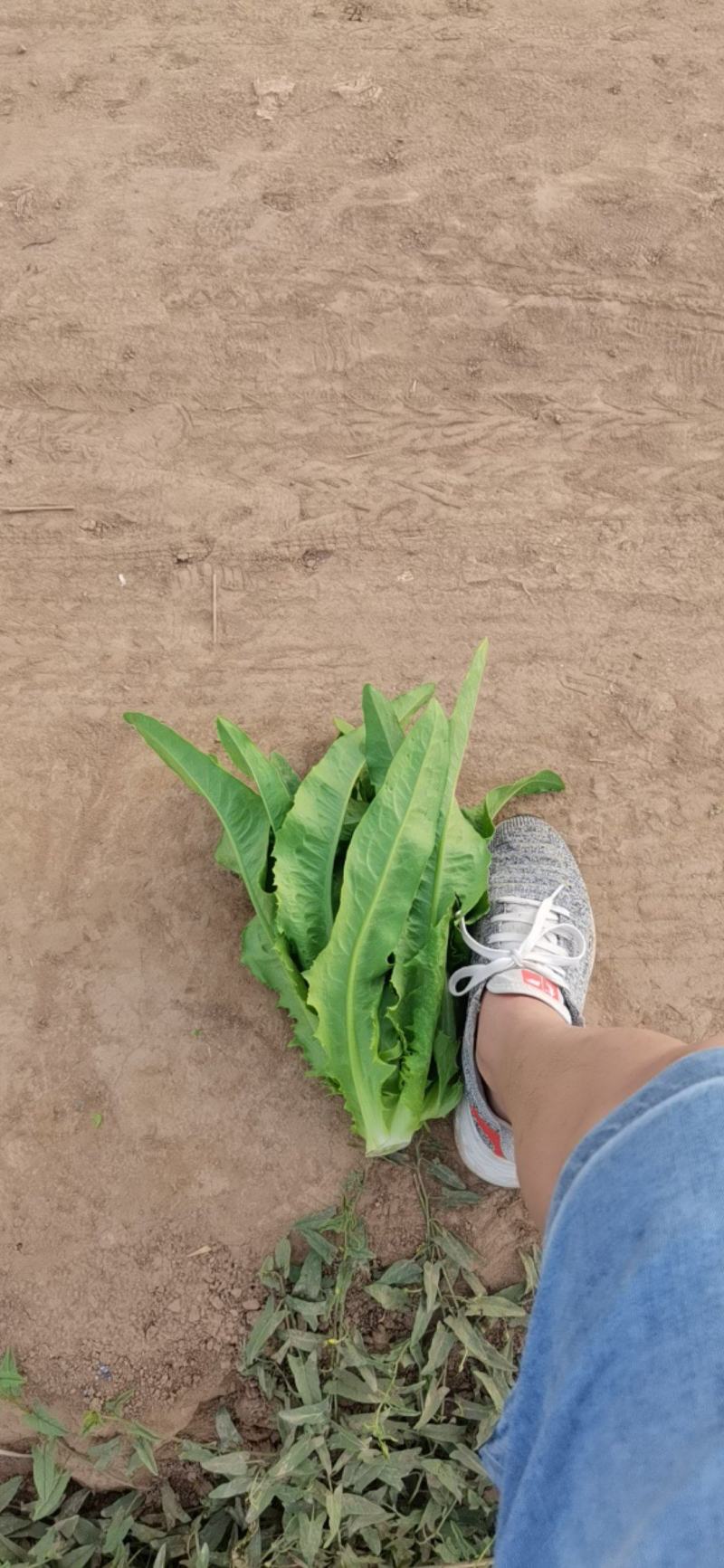 （热卖）油麦菜产地直发，全国代发
