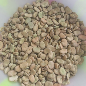 蚕豆胡豆新鲜干胡豆（四川中江本地干胡豆）产地直销