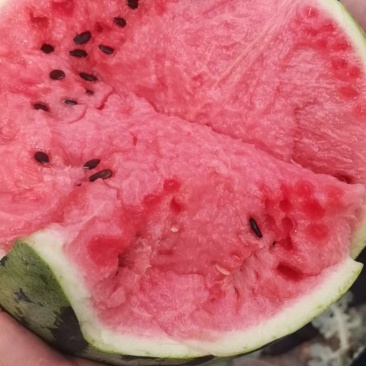 精品有籽无籽美都