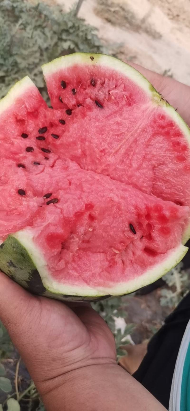 精品有籽无籽美都