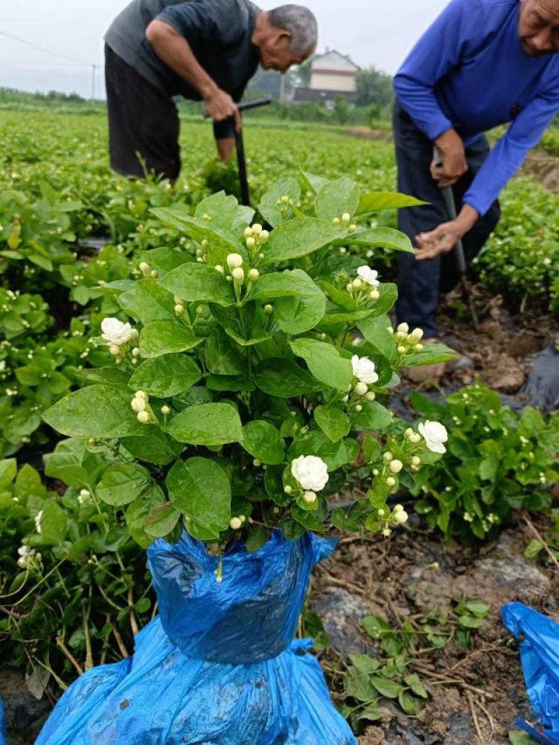 茉莉花，量大质量好花开时间长根细好欢迎您来