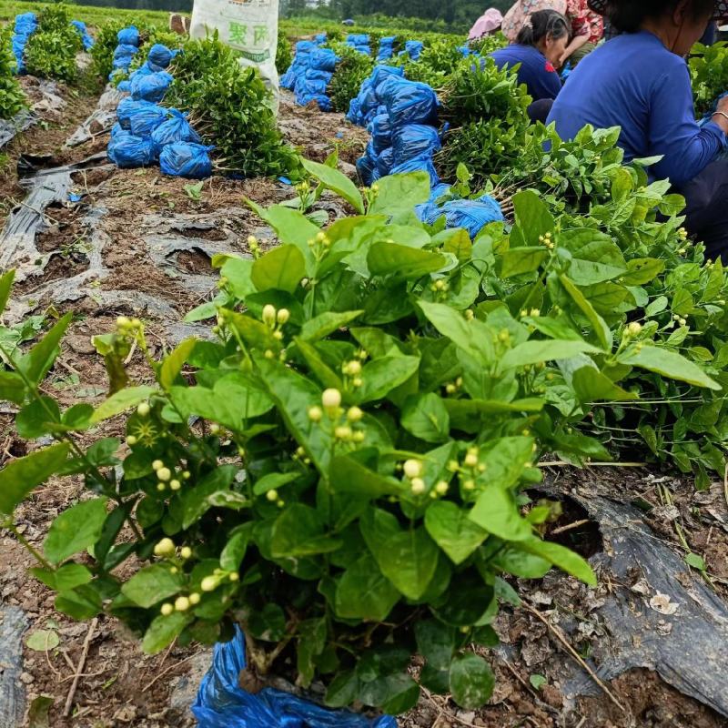 茉莉花，量大质量好花开时间长根细好欢迎您来