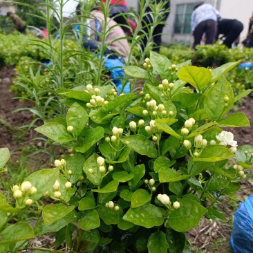 茉莉花，量大质量好花开时间长根细好欢迎您来