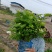 茉莉花，量大质量好花开时间长根细好欢迎您来