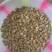 蚕豆胡豆新鲜干胡豆（四川中江本地干胡豆）产地直销