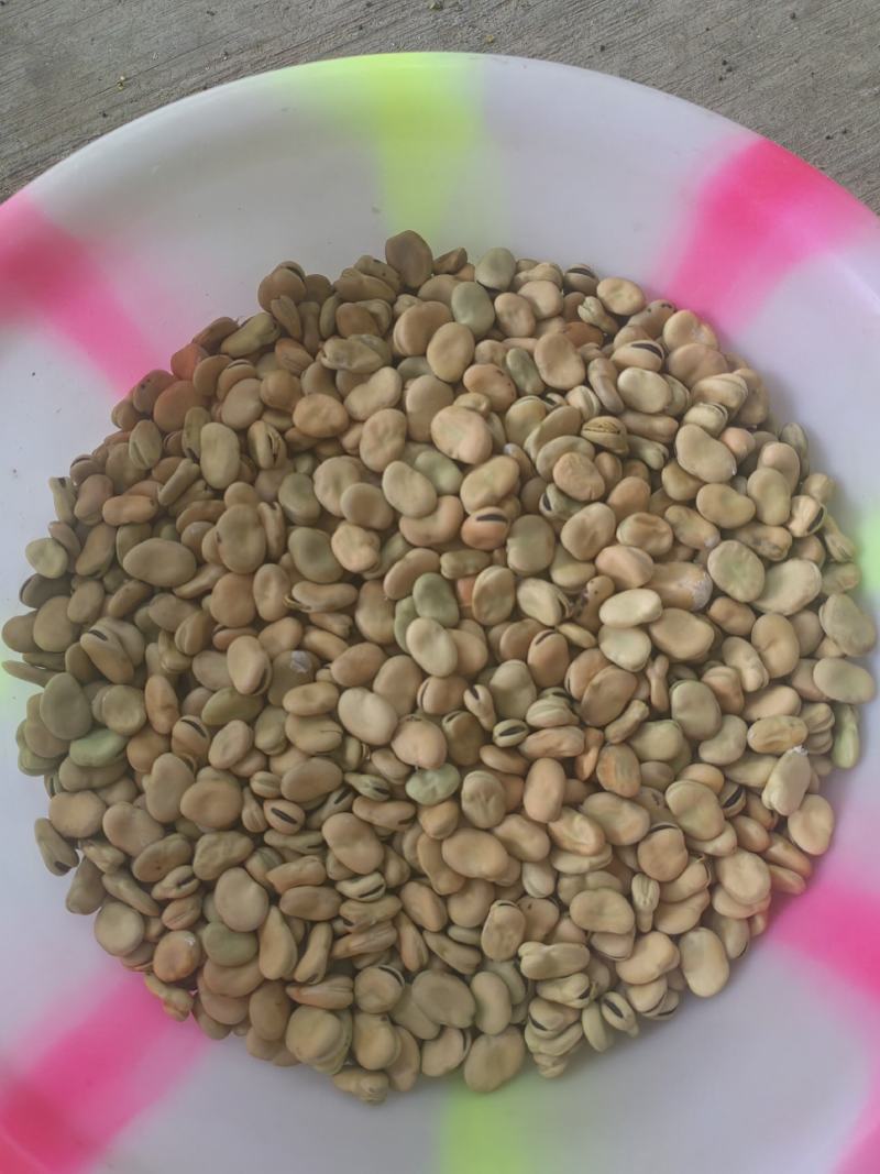 蚕豆胡豆新鲜干胡豆（四川中江本地干胡豆）产地直销