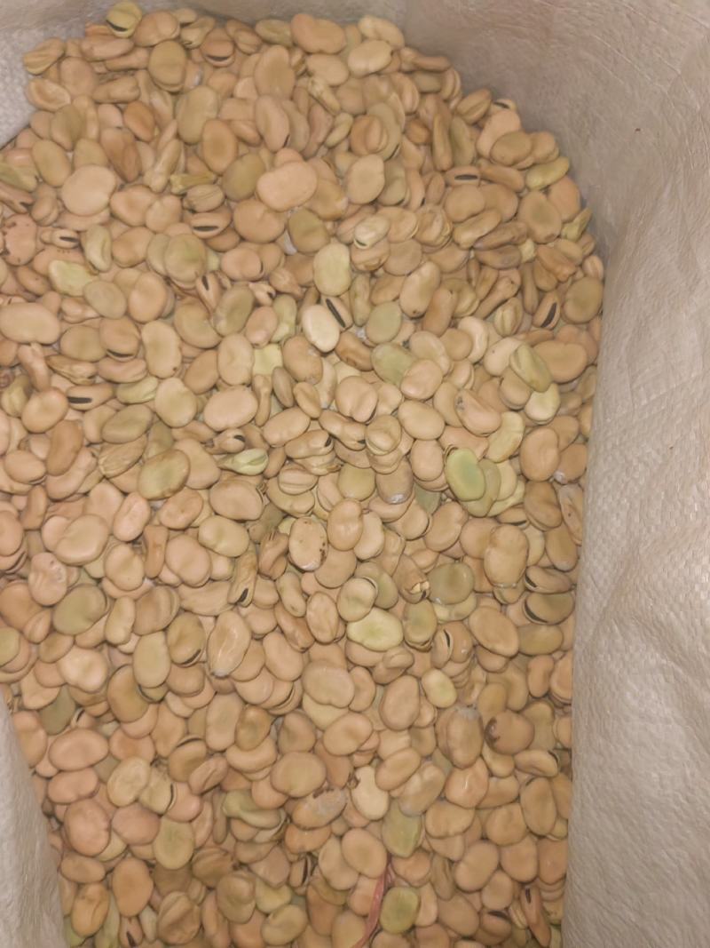 蚕豆胡豆新鲜干胡豆（四川中江本地干胡豆）产地直销