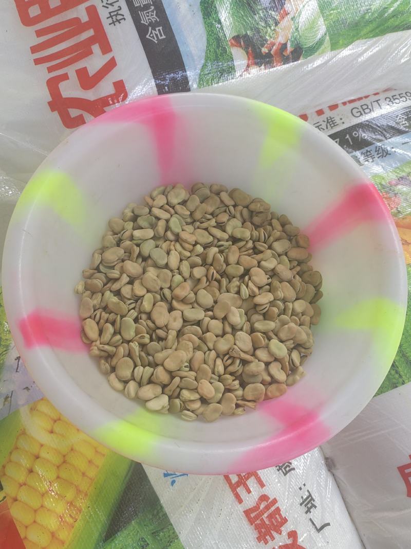 蚕豆胡豆新鲜干胡豆（四川中江本地干胡豆）产地直销