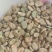 蚕豆胡豆新鲜干胡豆（四川中江本地干胡豆）产地直销