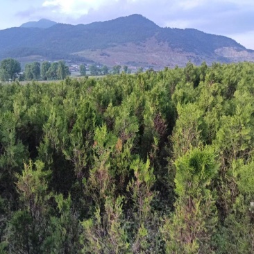 云杉和圆柏树苗
