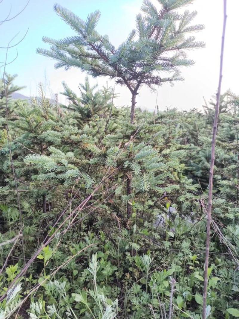 云杉和圆柏树苗