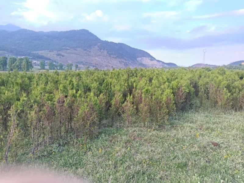 云杉和圆柏树苗