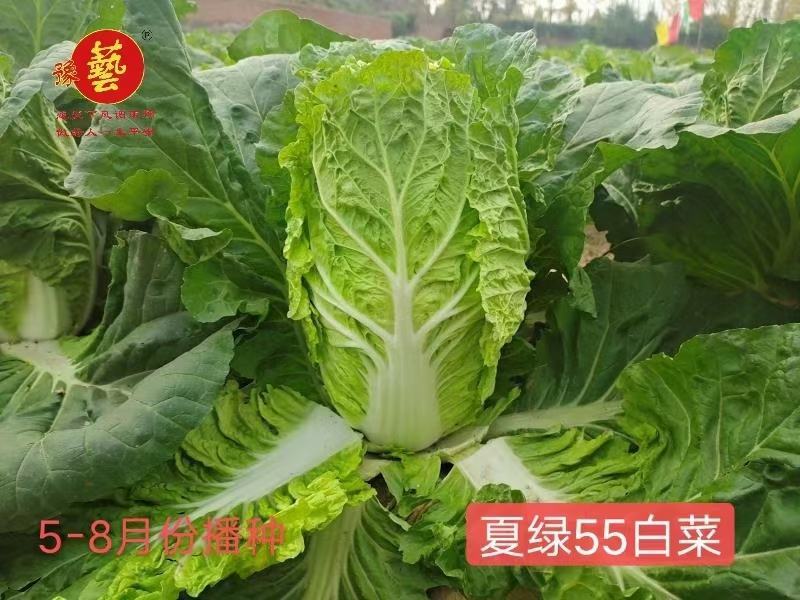 夏冠白菜种子单球4斤38度高温正常结球抗软腐病囗感好吃