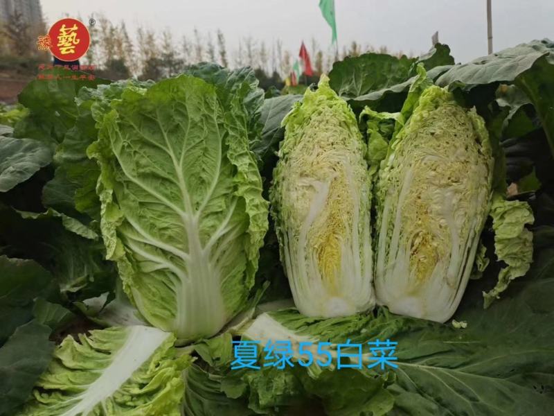 夏冠白菜种子单球4斤38度高温正常结球抗软腐病囗感好吃