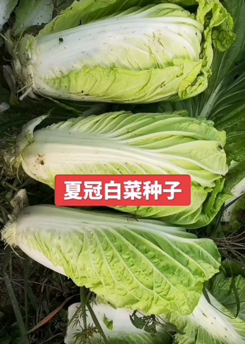 夏冠白菜种子单球4斤38度高温正常结球抗软腐病囗感好吃