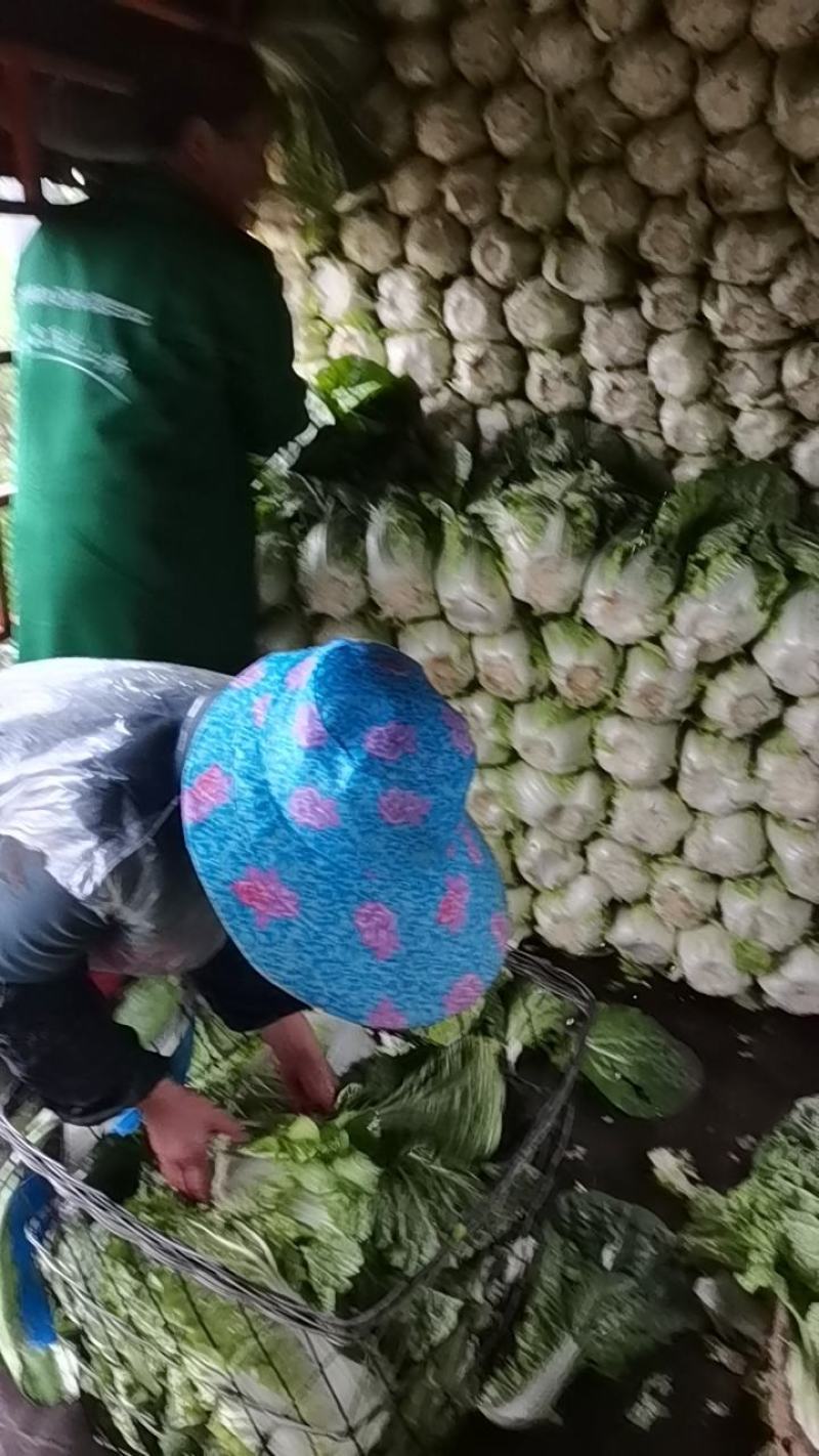 黄心大白菜