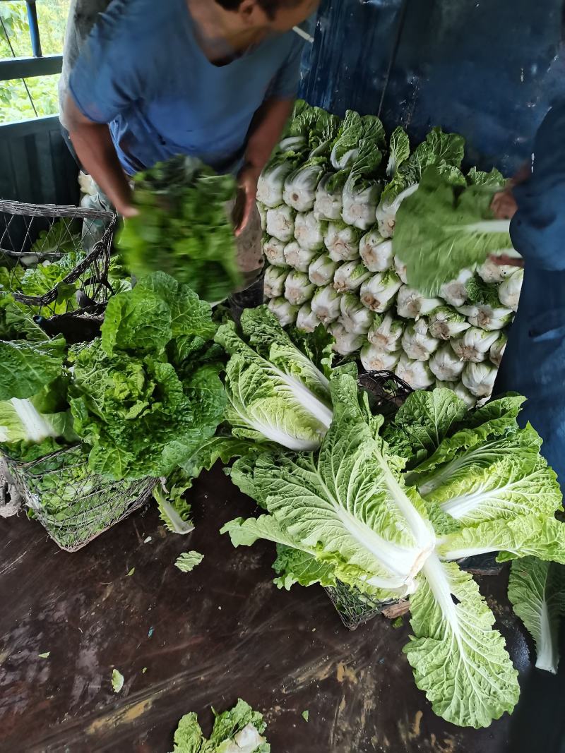黄心大白菜
