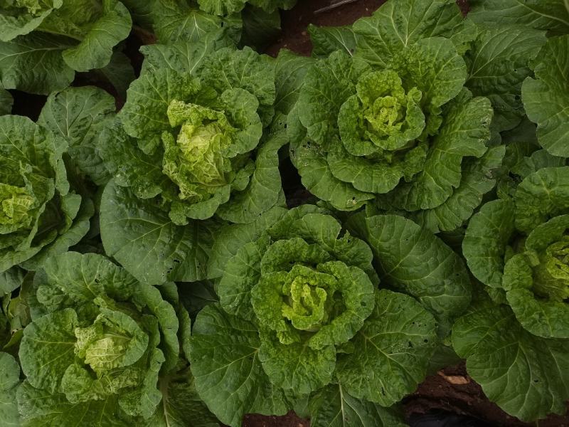 黄心大白菜