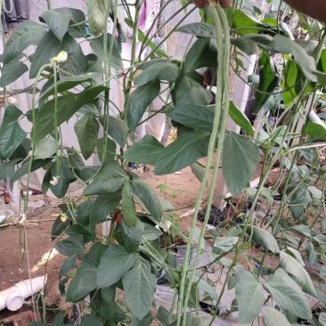山东菏泽长豆角大量有货，欢迎有实力的老板前来咨询