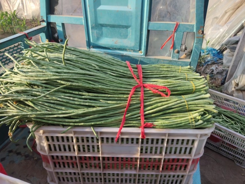 山东菏泽长豆角大量有货，欢迎有实力的老板前来咨询