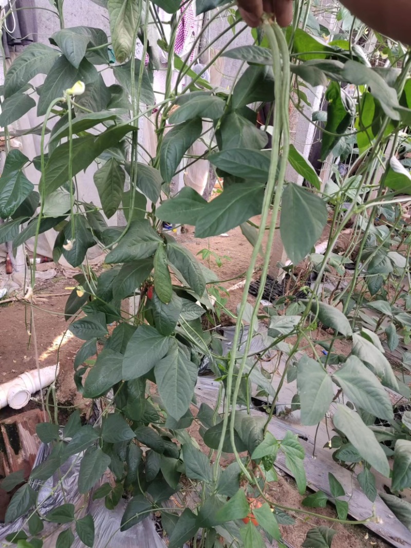山东菏泽长豆角大量有货，欢迎有实力的老板前来咨询
