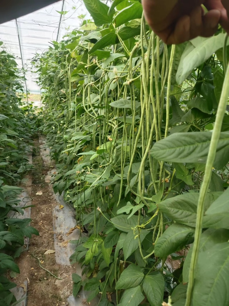 山东菏泽长豆角大量有货，欢迎有实力的老板前来咨询