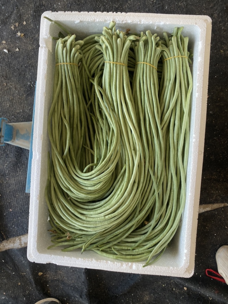 山东菏泽长豆角大量有货，欢迎有实力的老板前来咨询